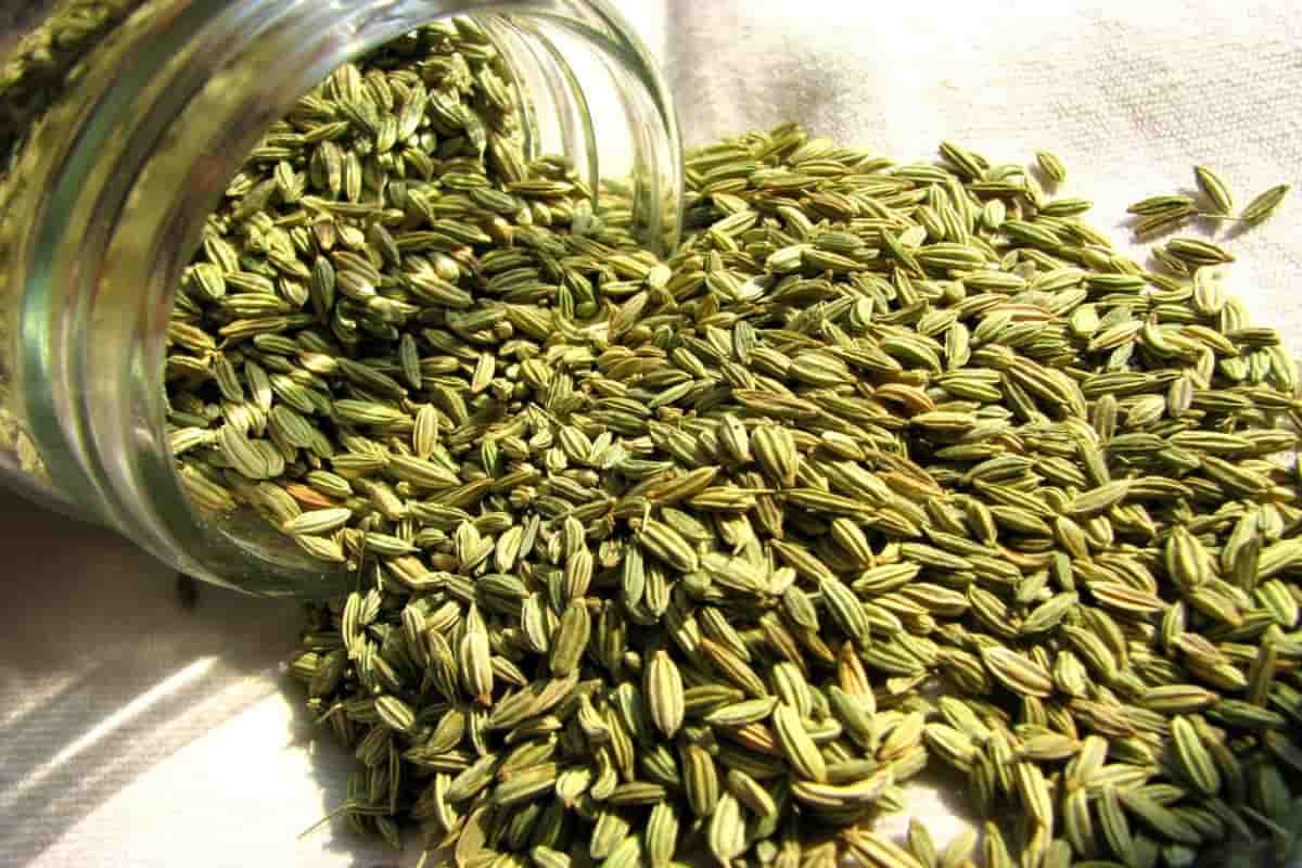 dried fennel seeds