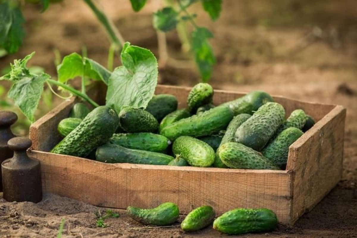 cucumber organic farming