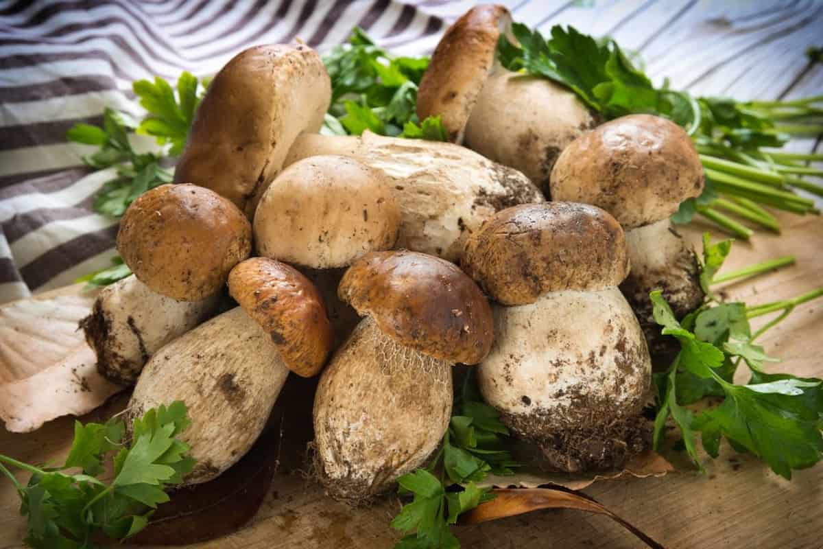 porcini mushrooms substitute