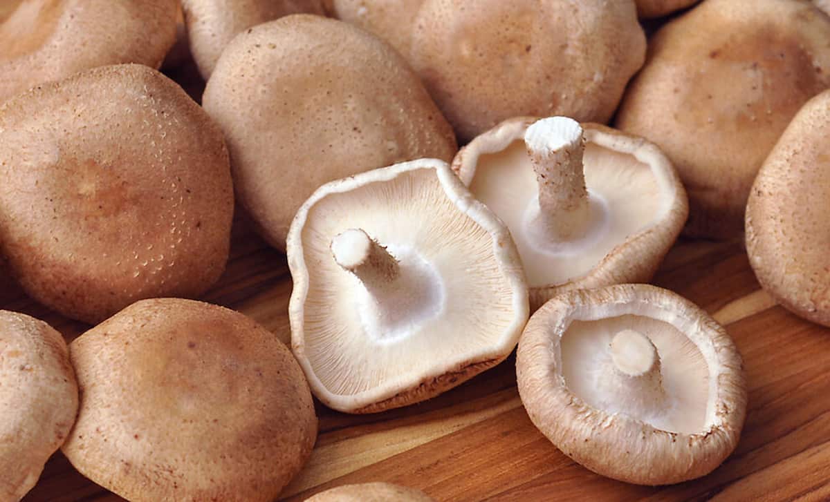 shiitake mushroom nutrition