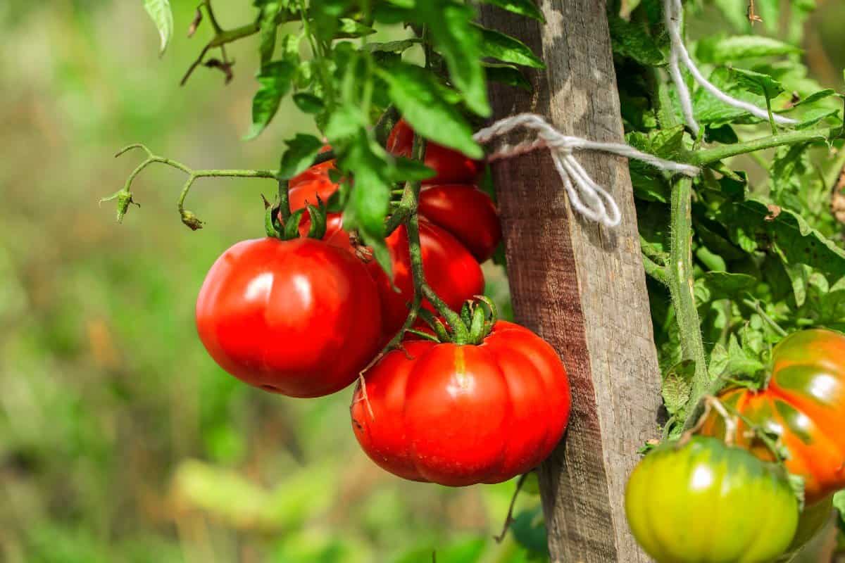 Maharashtra Tomato