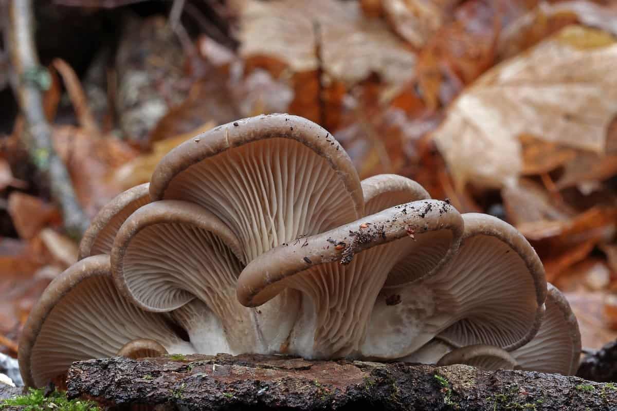 enoki mushroom 