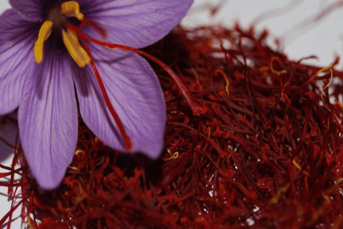 pure iranian saffron