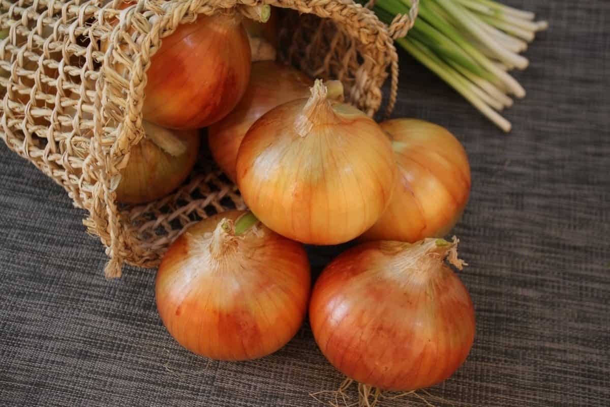big onion