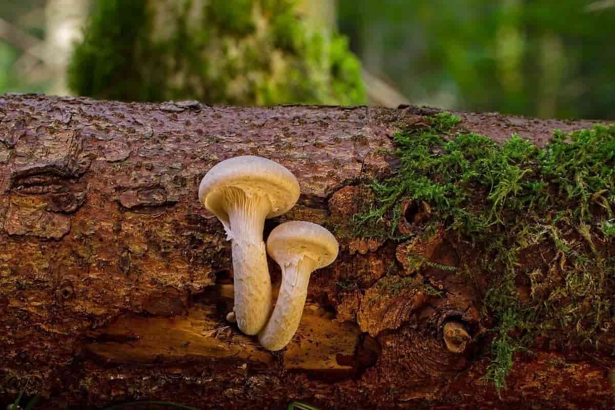 maitake mushroom taste