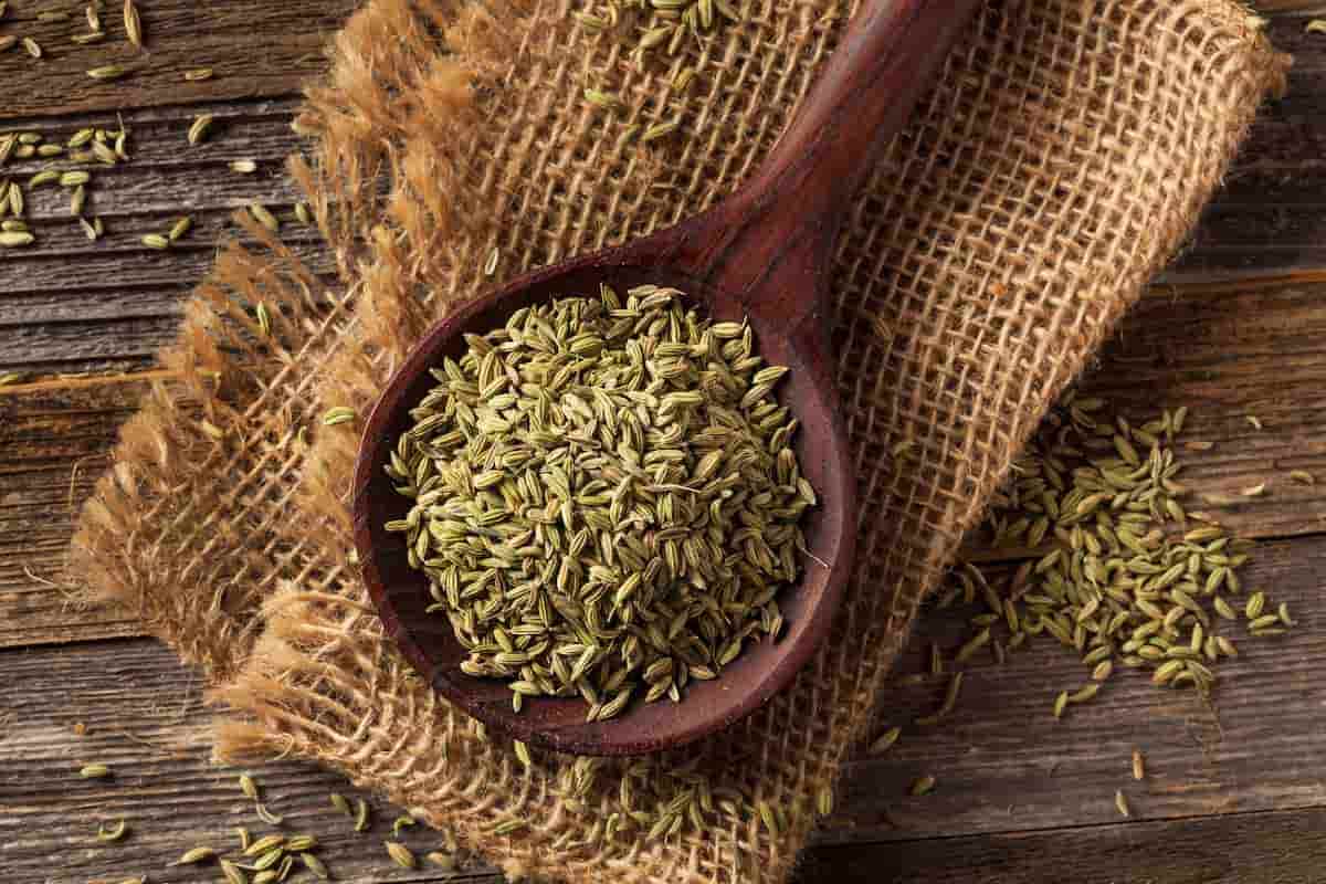 dried fennel seeds