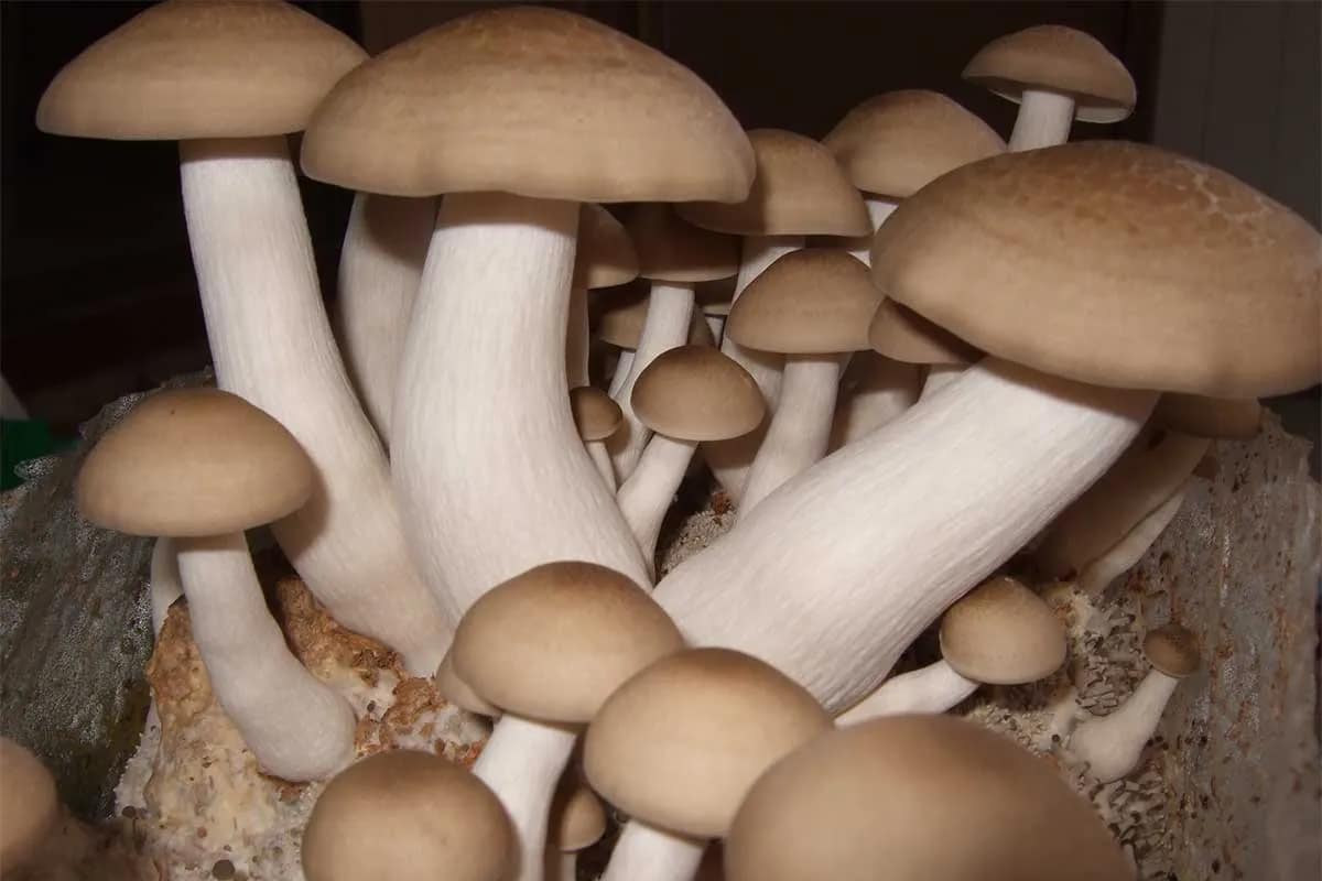 enoki mushroom soup