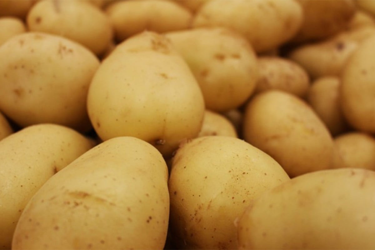 Gujarat Potato