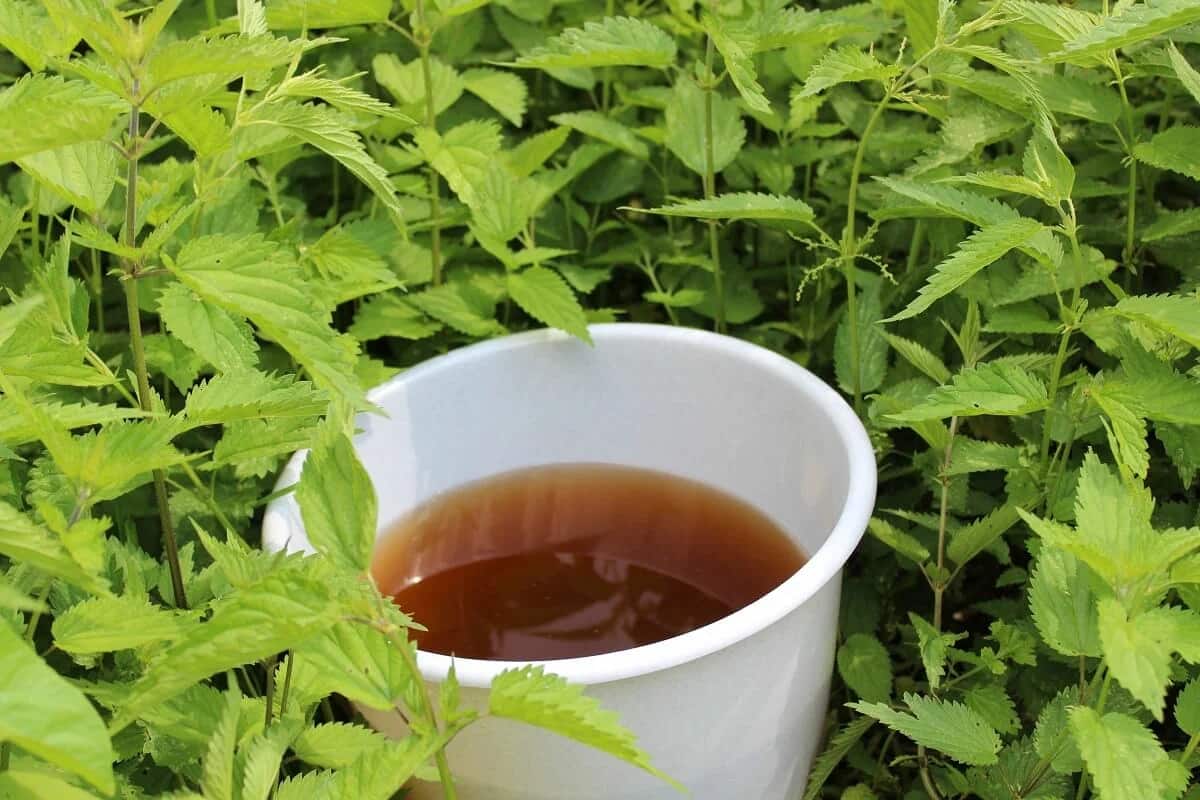 nettle root extract for hair