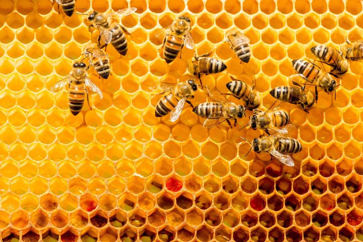 bee honey benefits in hindi