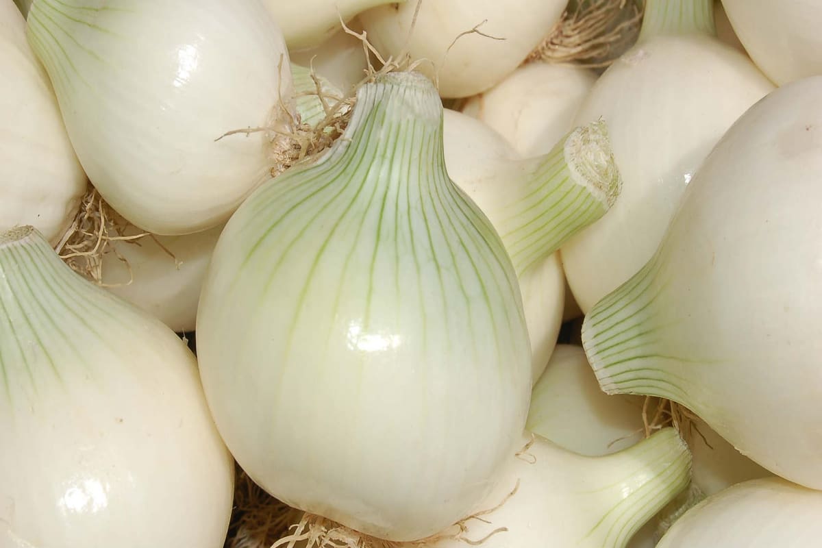 white onion calories