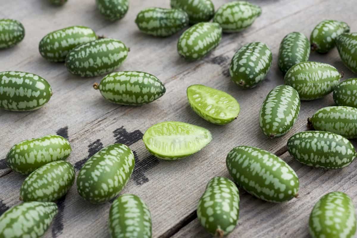 Mexican Gherkin Cucumber