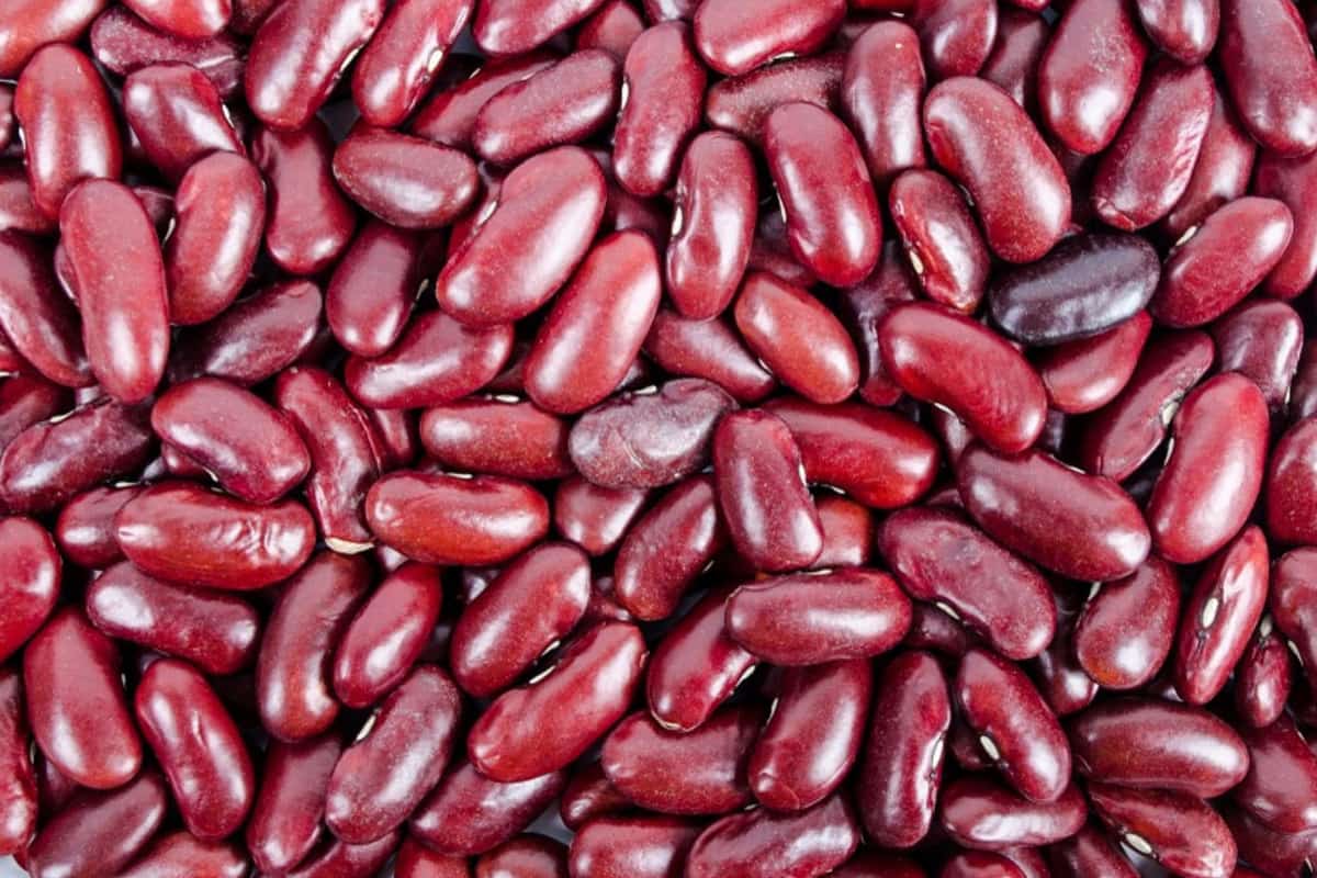 organic red beans bulk