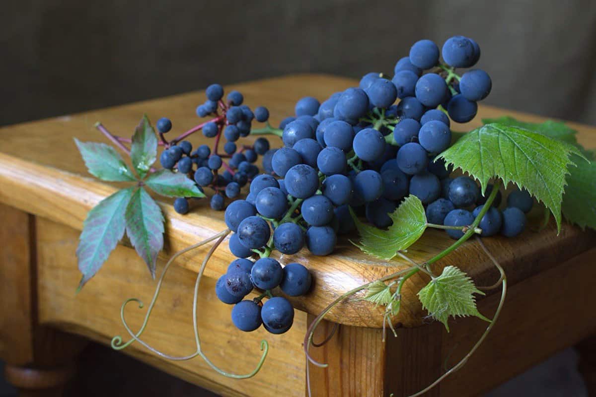 blue grapes ontario