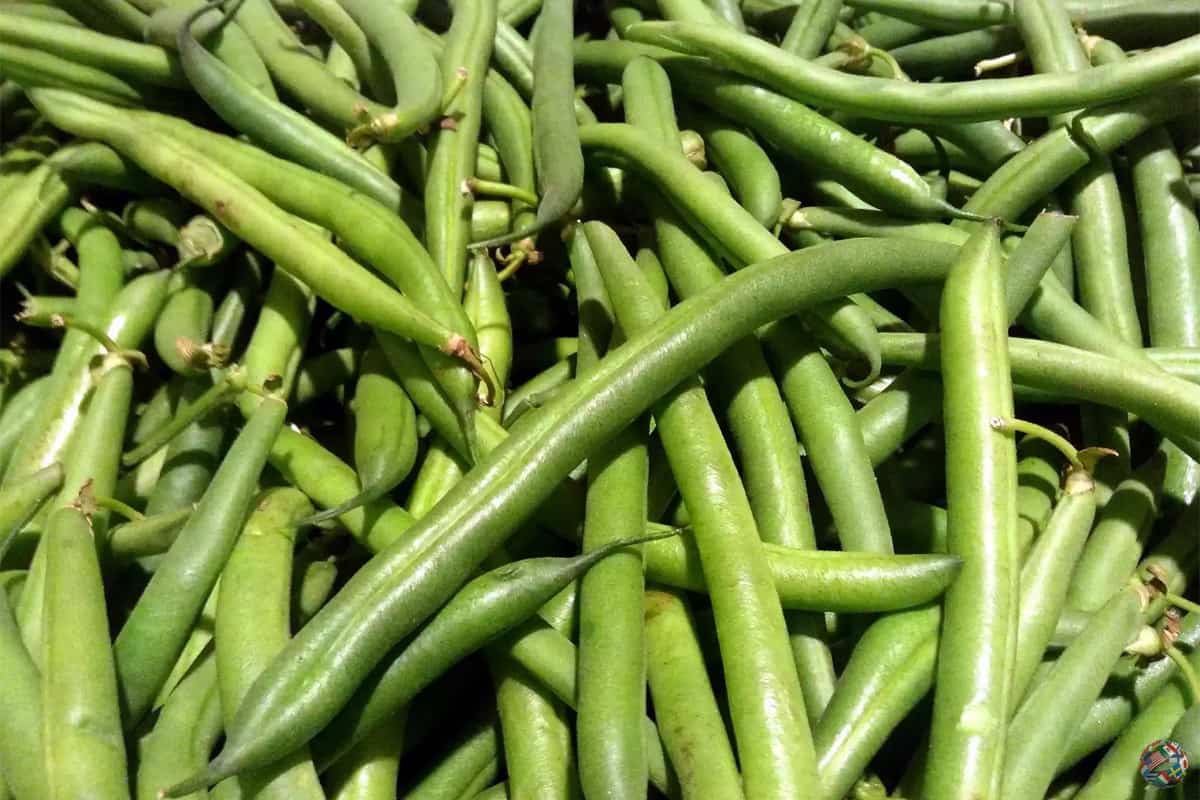 Green Beans Price - Arad Branding