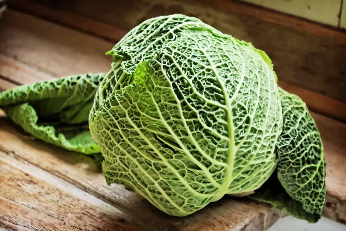 savoy cabbage vs green cabbage