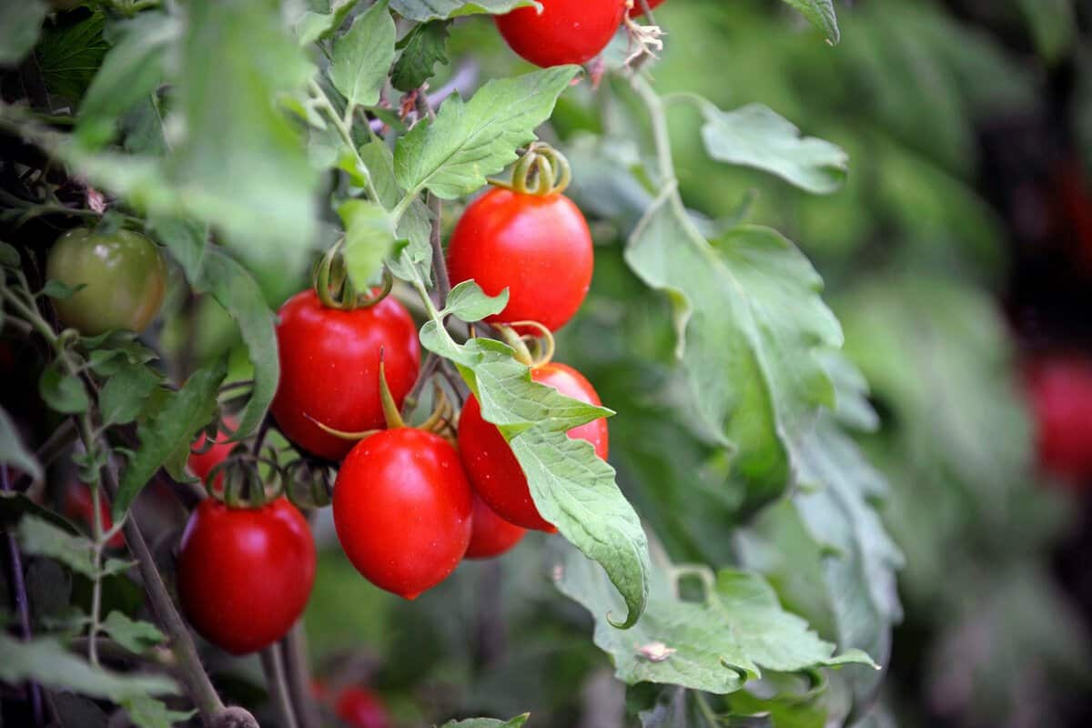 variety of tomato in maharashtra