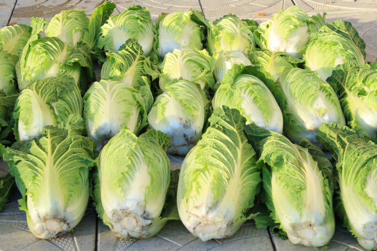 cabbage vs iceberg lettuce