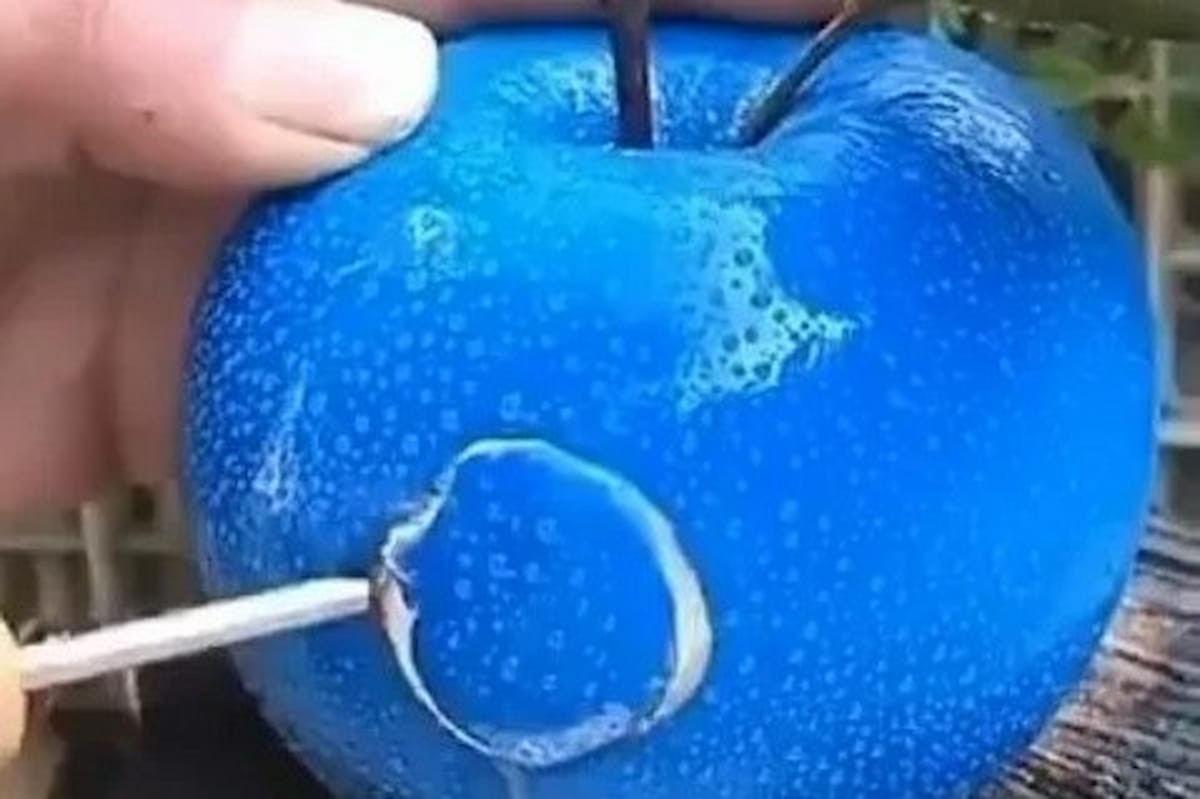 blue apple fruit real