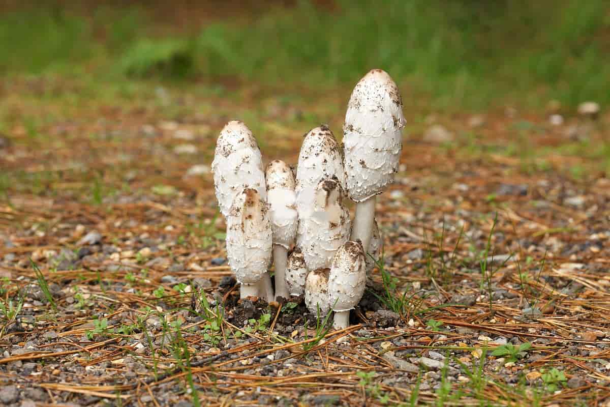 shaggy cap mushroom