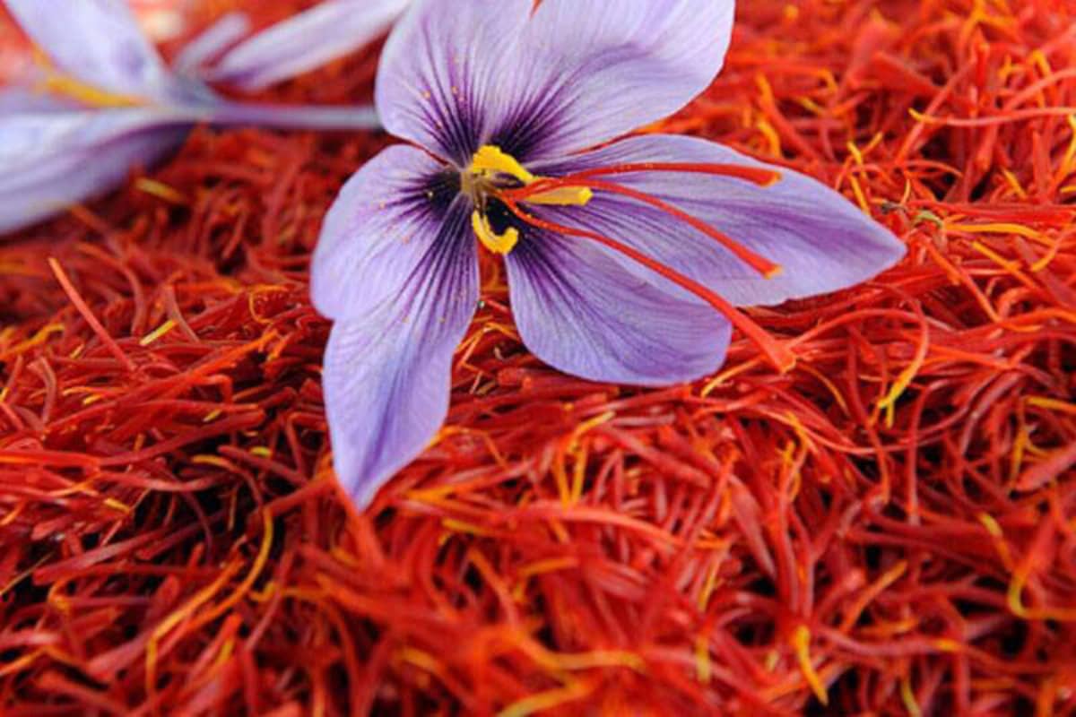 pure saffron extract