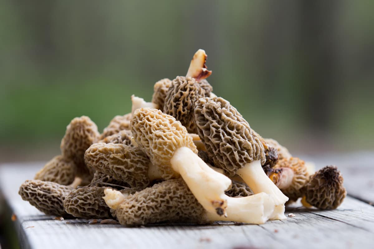 organic morel mushrooms