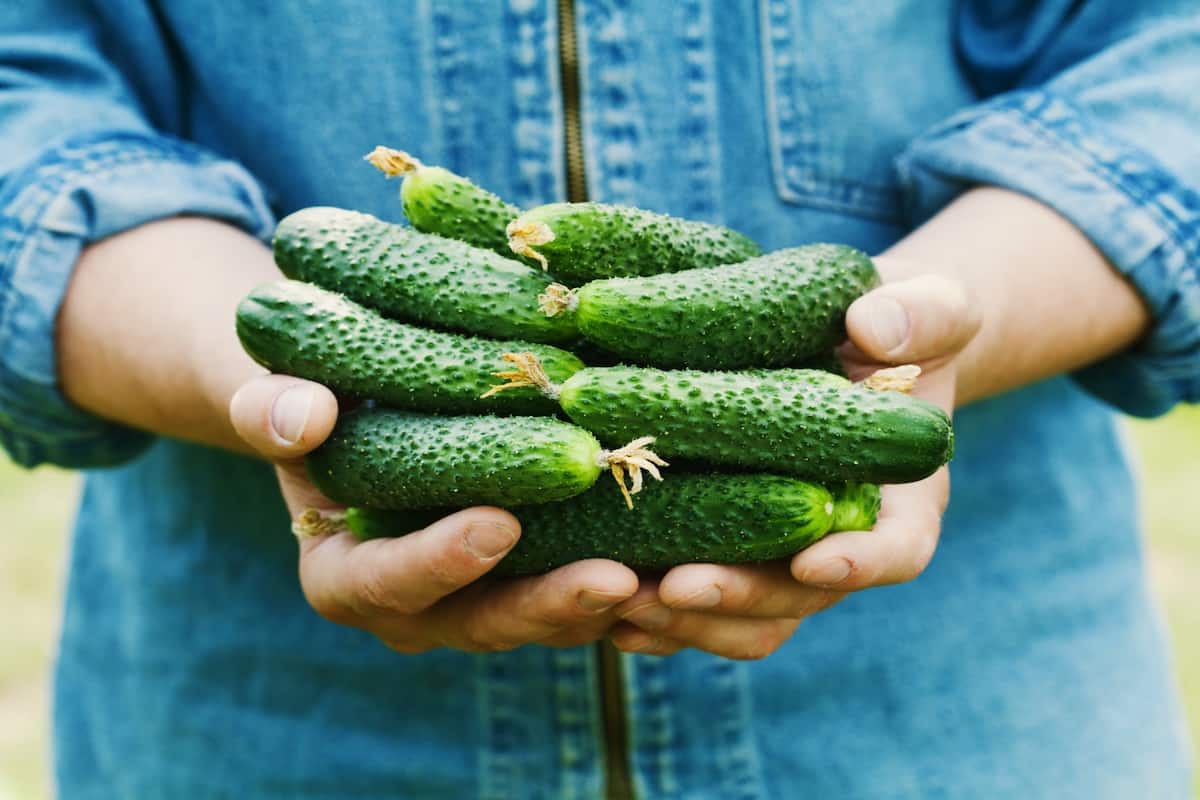 mini cucumbers