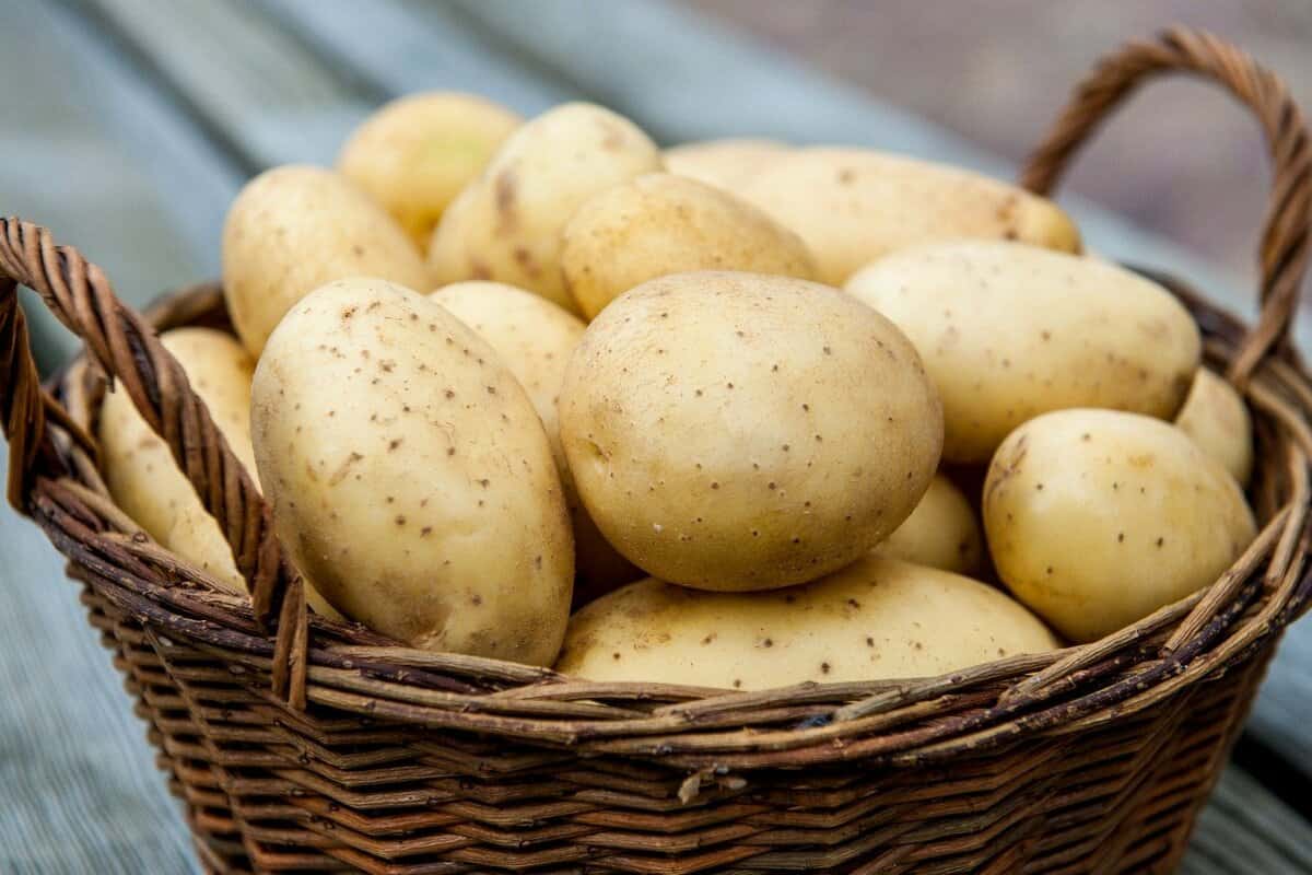 potato organic