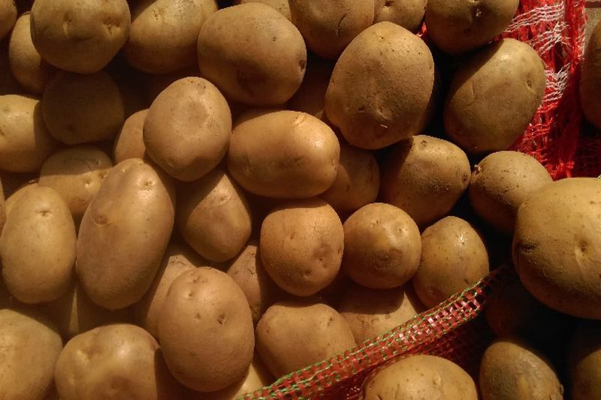 chipsona potato variety