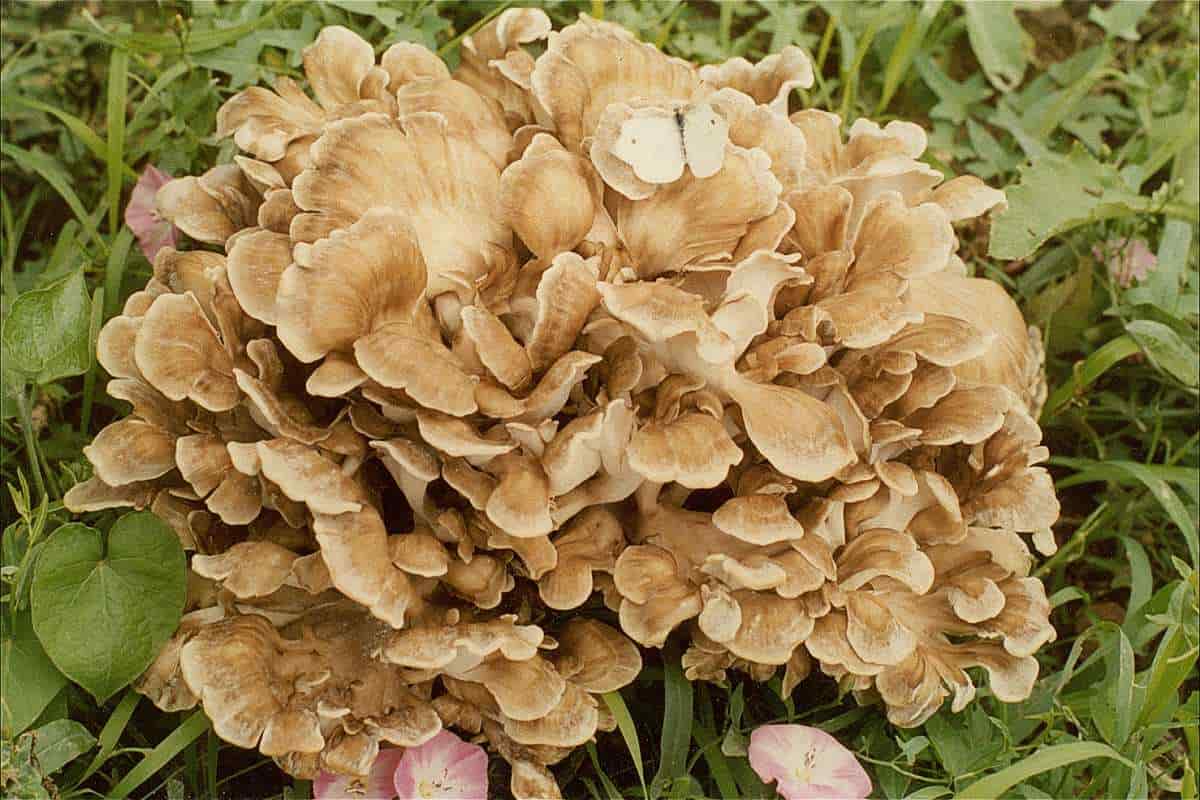 crispy maitake mushroom recipe