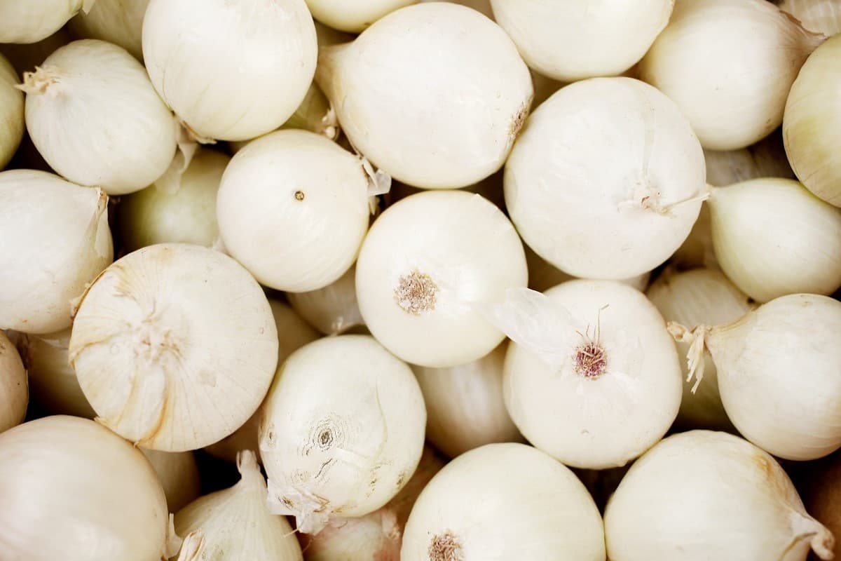 organic white onion