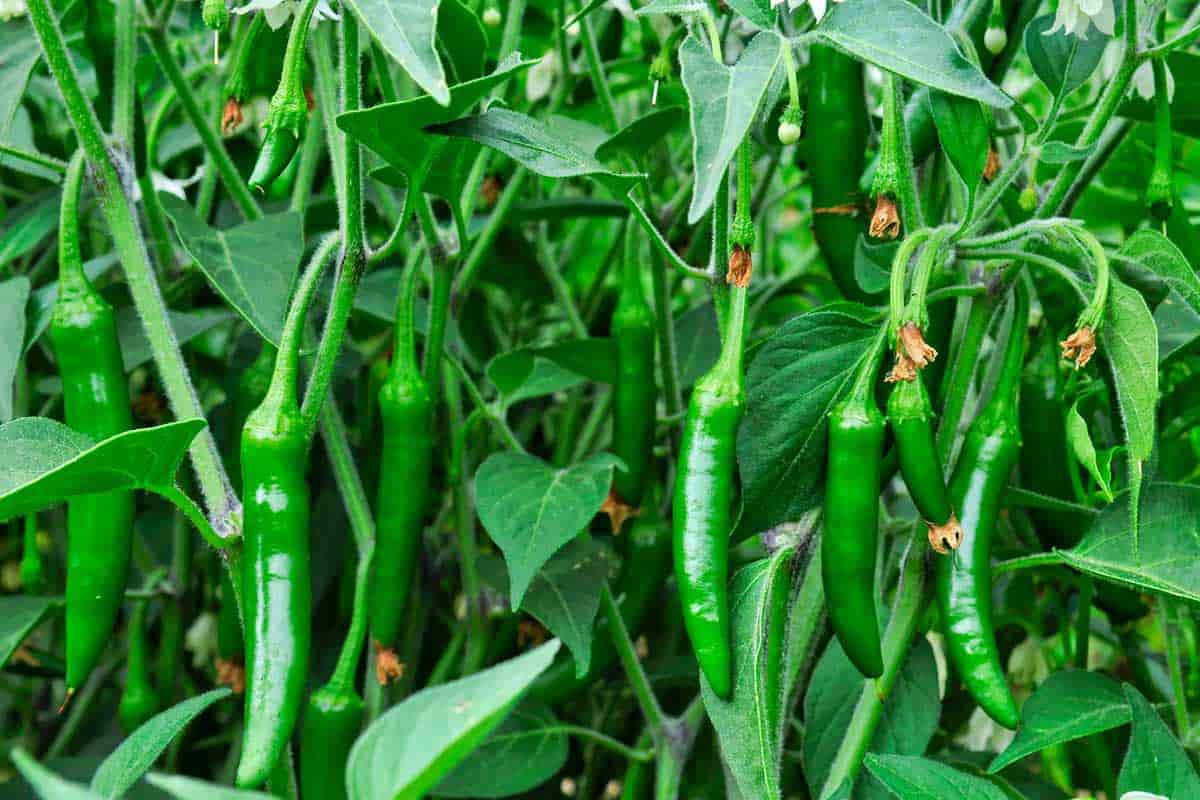 chili green pepper
