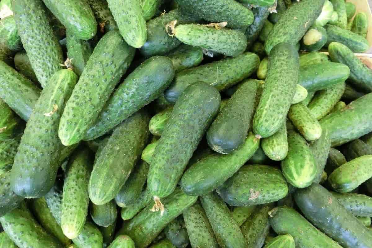 organic cucumber