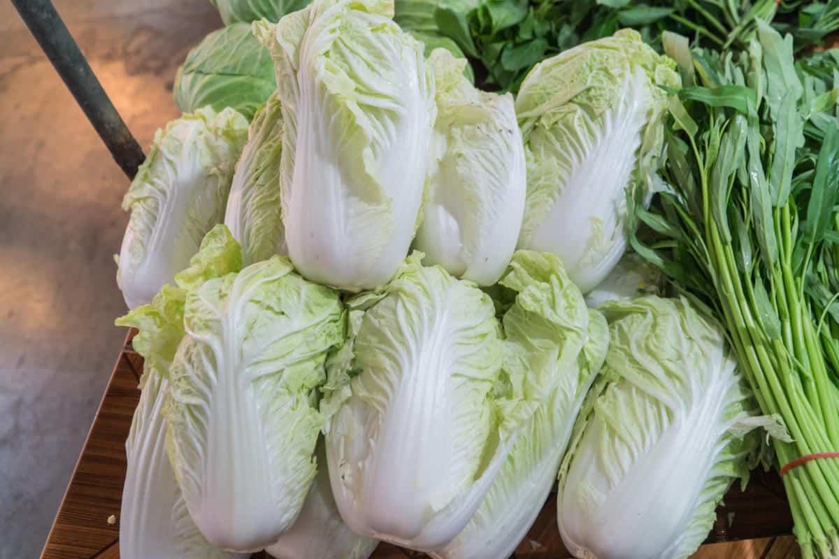 chinese cabbage greens