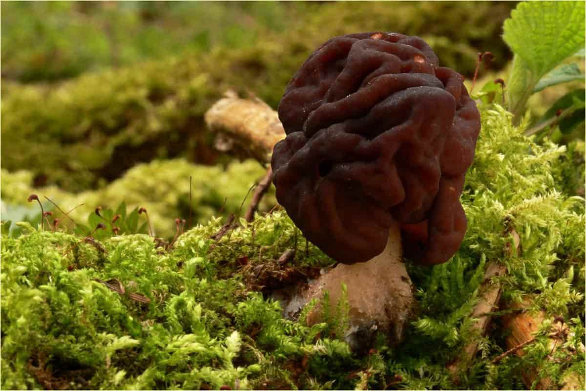 morel mushroom spores