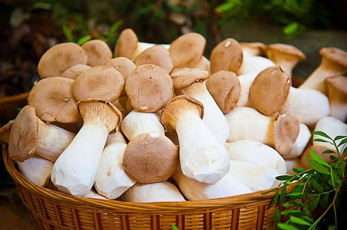 porcini mushrooms dried