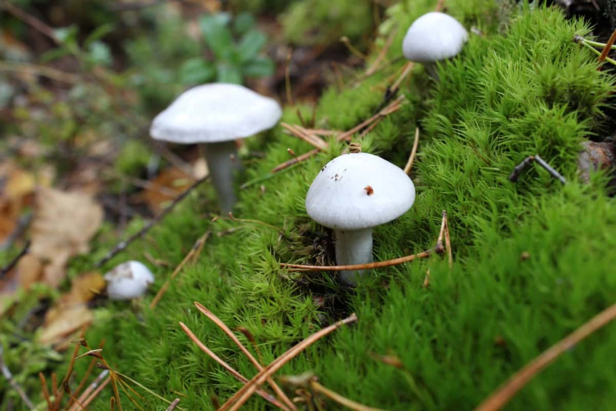 jolly mushroom