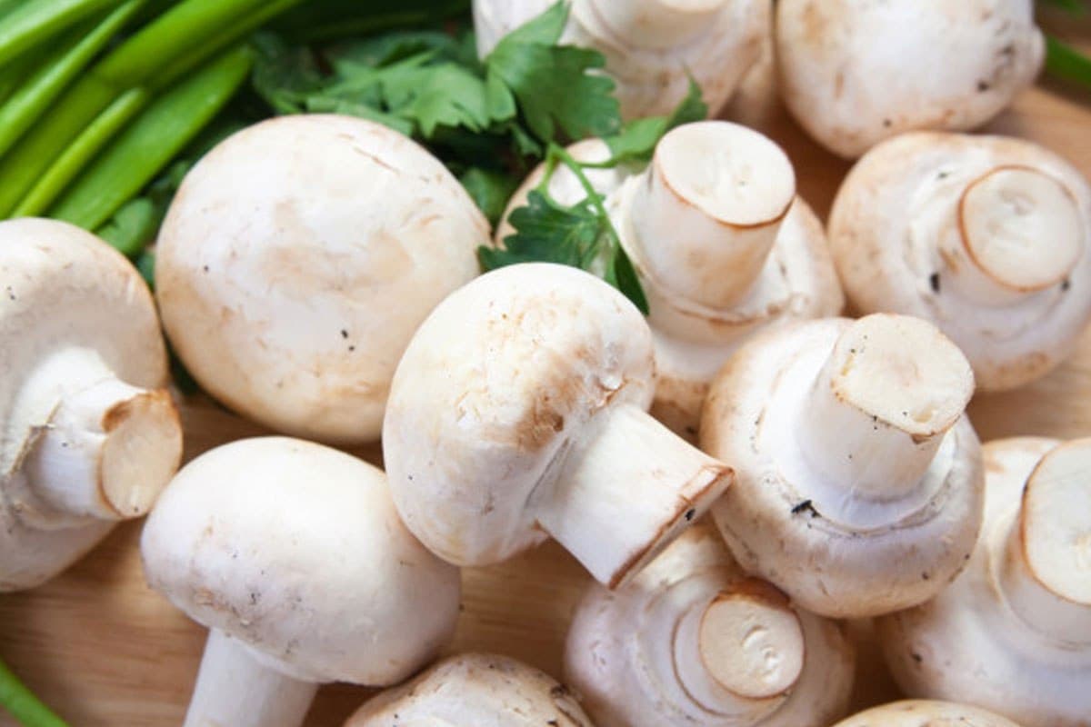 white cap mushroom