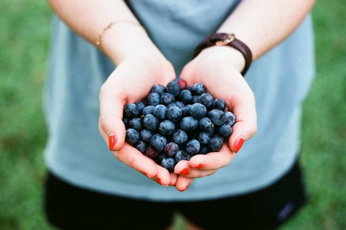 what is bilberry extract good for