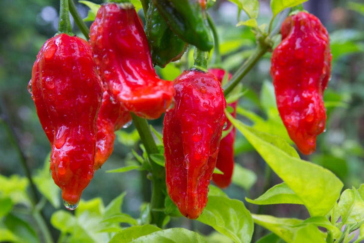 red ghost pepper