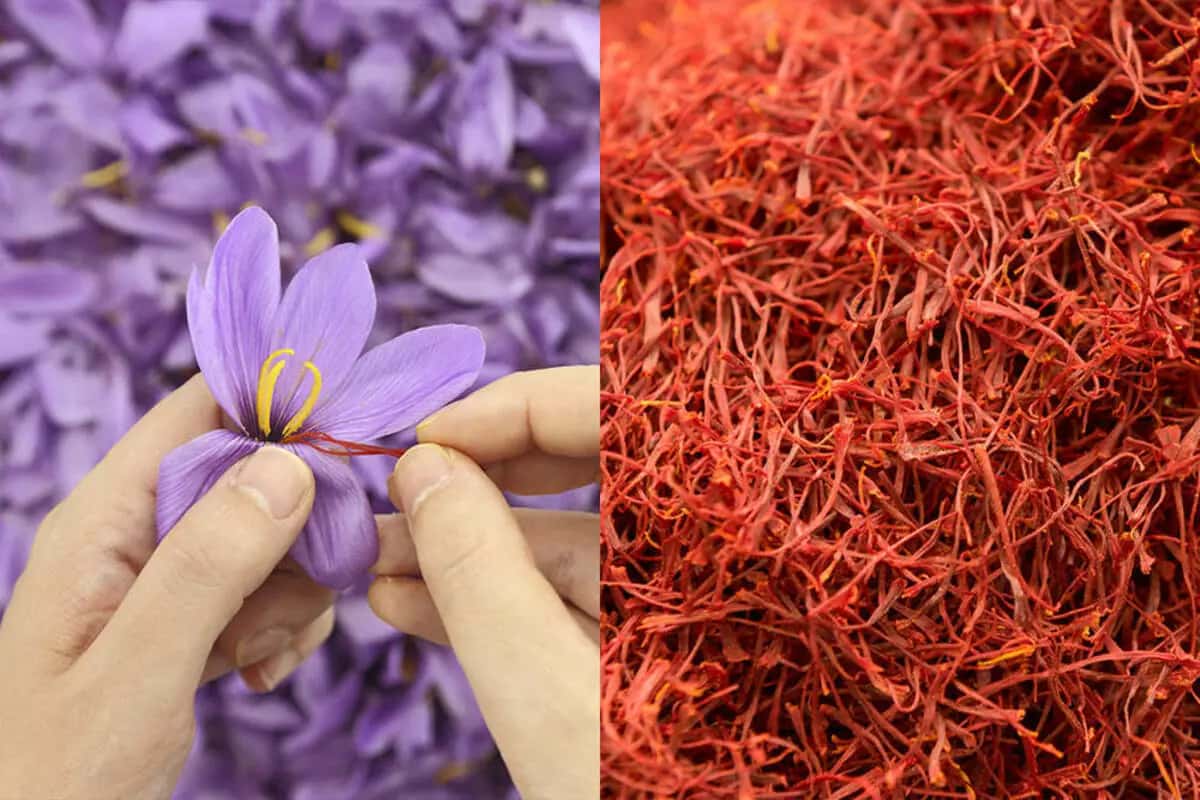 high quality saffron extract