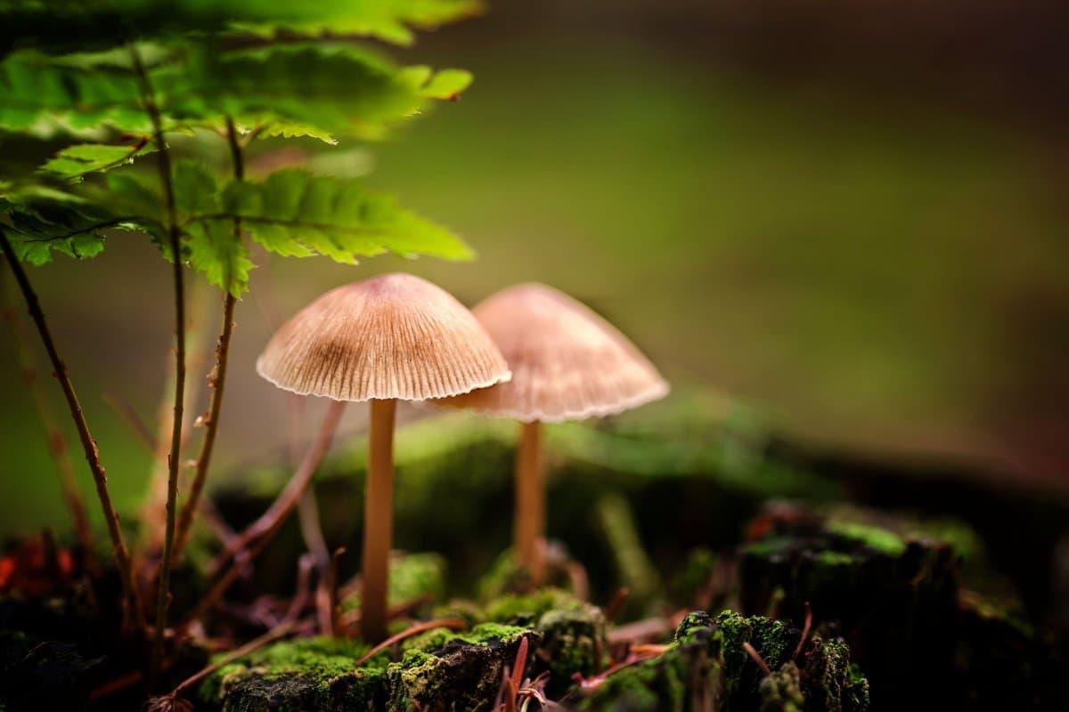 jolly mushroom pouch