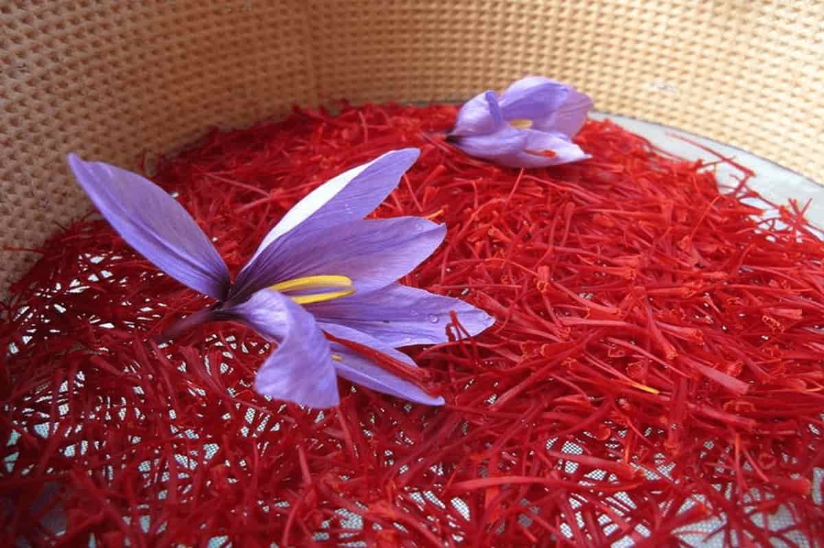 spanish saffron vs kashmiri saffron