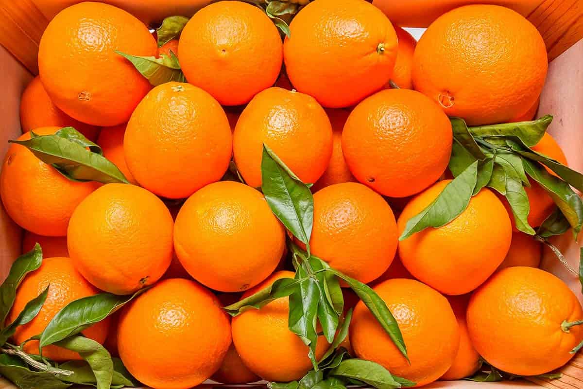 navel orange calories