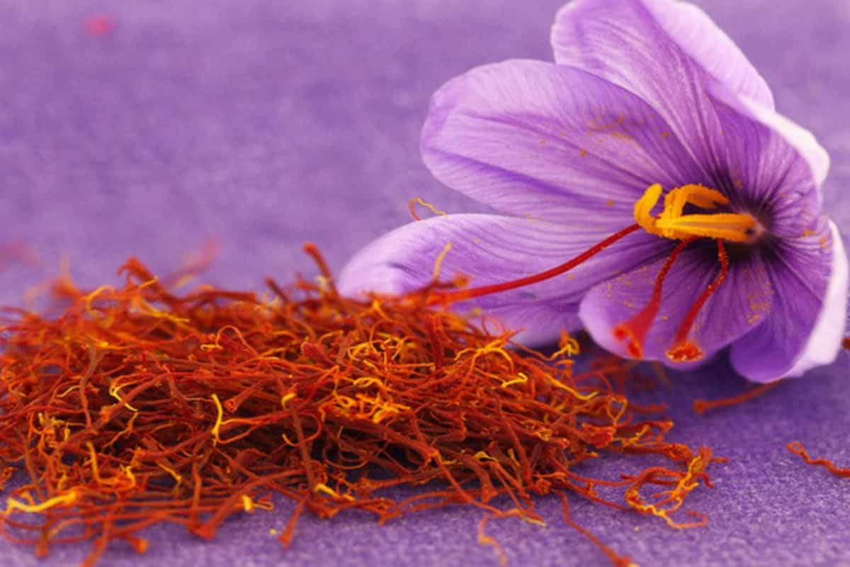 pure saffron in bangalore