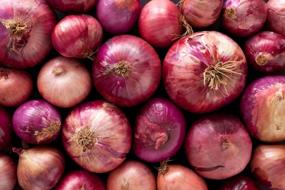 export quality onion nashik
