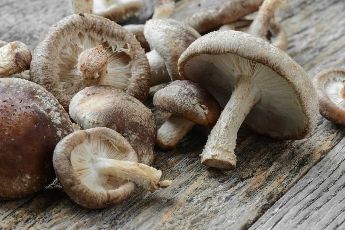 shiitake mushroom supplement