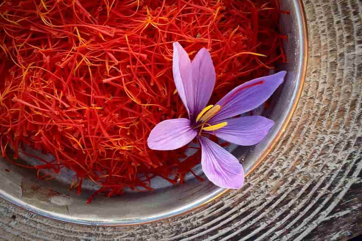 Specification of saffron flower
