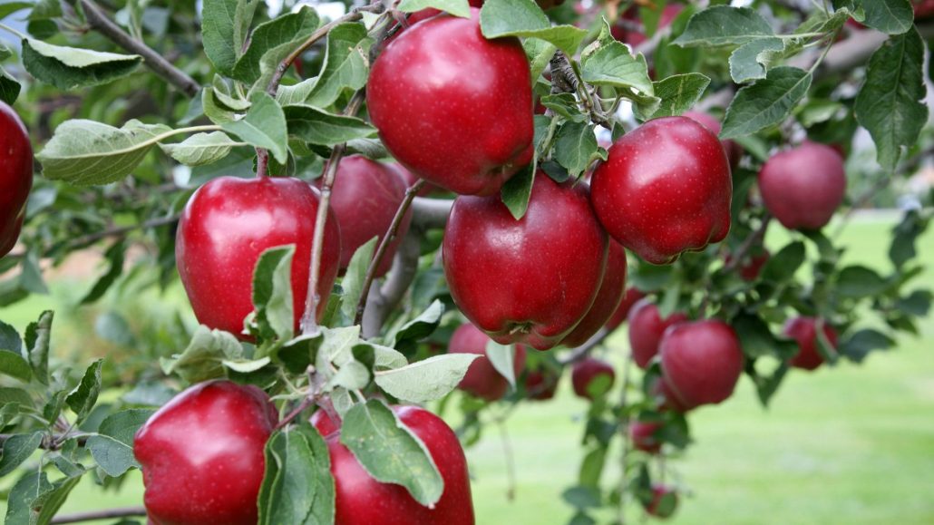 Factors Affecting the Quality of Red Apple