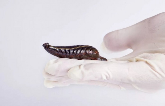 How to Breed Leeches at Home and Start a Leech Farm?